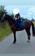 GEZOCHT lesgeefster / lesgever., Dieren en Toebehoren, Paarden