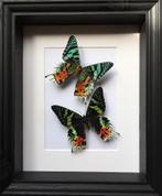 Envol de Papillons Urania Chrysiridia Ripheus XL recto/verso, Collections, Collections Animaux, Insecte, Animal empaillé, Enlèvement ou Envoi