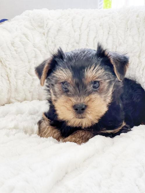 "Belgische pups, jouw garantie op vertrouwen."york-shire pup, Dieren en Toebehoren, Honden | Jack Russells en Terriërs, Meerdere dieren