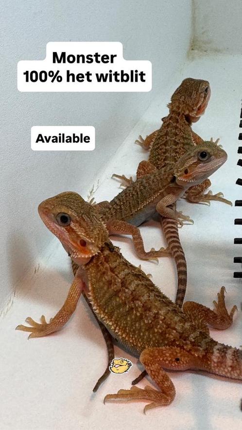 Baardagaam. Red monster bloedlijn, Dieren en Toebehoren, Reptielen en Amfibieën, Amfibie, 0 tot 2 jaar