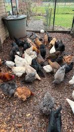 Poulets à vendre, Plusieurs animaux, Autres espèces
