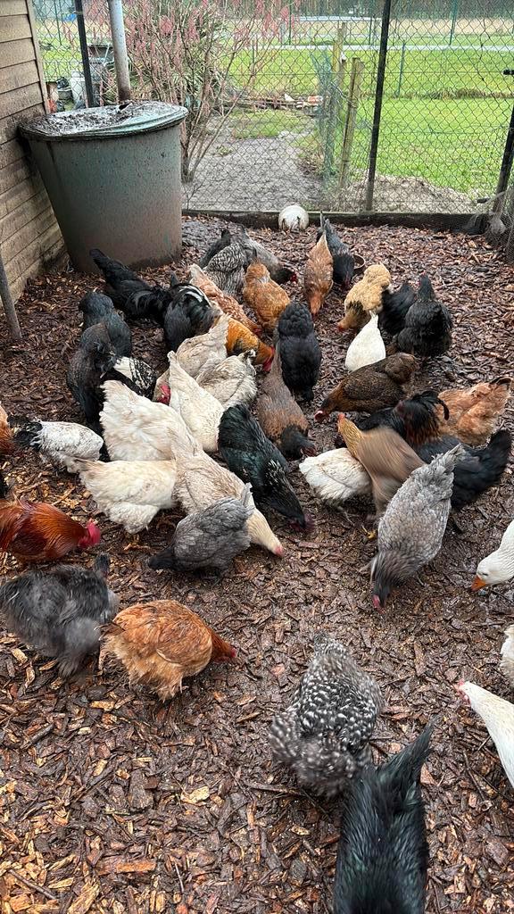Poulets à vendre, Animaux & Accessoires, Volatiles, Autres espèces, Plusieurs animaux