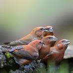 kruisbekken, Dieren en Toebehoren, Vogels | Overige Vogels, Meerdere dieren, Wildzangvogel, Geringd