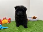 Chow Chow pups, België, Overige rassen, 8 tot 15 weken, CDV (hondenziekte)