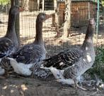 Trio toulouse ganzen, Dieren en Toebehoren, Pluimvee, Meerdere dieren, Gans of Zwaan