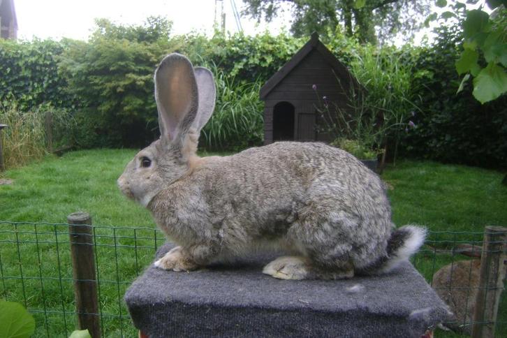 Vlaamse reus, Dieren en Toebehoren, Konijnen, Groot, Vrouwelijk
