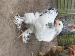 Brahma hen, Vrouwelijk, Kip