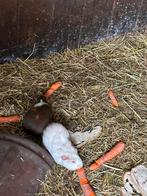 Mannelijke cavia’s te koop, Mâle, Autres espèces