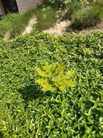Gratis Jonge Zomereik (3 stuks), Tuin en Terras, Planten | Bomen, Ophalen, Overige soorten, Minder dan 100 cm