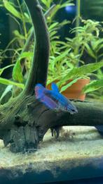 Betta vis vrouw, Dieren en Toebehoren