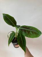 Musa cavendish, Ophalen