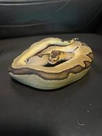 Ball python, Dieren en Toebehoren, Slang, 0 tot 2 jaar