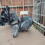 Pauwstaarten, Dieren en Toebehoren