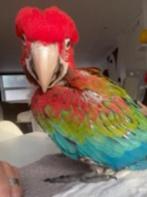 Ara chloroptère, Animaux & Accessoires, Oiseaux | Perruches & Perroquets, Sexe inconnu, Perroquet, Parleur