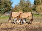 Valk halfbloed Arabisch jaarlingmerrietje, Dieren en Toebehoren, Merrie