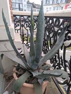 Agave americana, Tuin en Terras, Ophalen