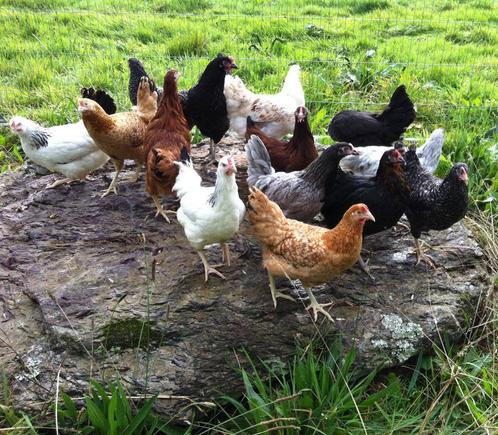 Pluimvee te 1760 Roosdaal VRIJ/ZA/ZONDAG open van 9 tot 19u, Dieren en Toebehoren, Pluimvee, Kip, Vrouwelijk