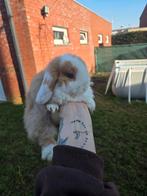 Minilop, Dieren en Toebehoren