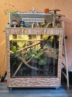 Albino Motley Boa constrictor met extra groot terrarium, Dieren en Toebehoren, Slang, Met terrarium, 0 tot 2 jaar
