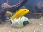 Labidochromis caeruleus Yellow, Dieren en Toebehoren, Vis, Zoetwatervis