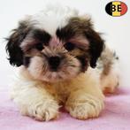 Shih Tzu pups – kleine hondjes met een groot hart (Belgisch), Dieren en Toebehoren, Honden | Chihuahua's en Gezelschapshonden