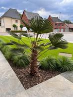 trachycarpus wagnerianus palmboom, Jardin & Terrasse, Plantes | Arbres, Enlèvement, Palmier, 100 à 250 cm
