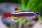 Chinese Danio stuks, Dieren en Toebehoren