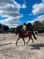 Lieve draver ruin, Dieren en Toebehoren, Ruin