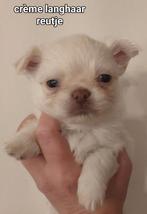 Prachtige lang en kortharige  chihuahua  pups, België, Fokker | Hobbymatig, CDV (hondenziekte), 8 tot 15 weken