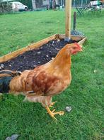 New Hampshire kippen