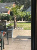 Palmbomen 3 stuks 250€, Tuin en Terras, Ophalen