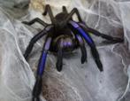 Chilobrachys sp. Bleu électrique