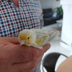 4 kanariemannen geel agaat, Dieren en Toebehoren, Vogels | Kanaries