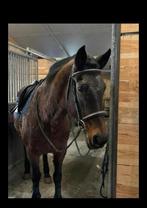 Leuke merrie te koop, Dieren en Toebehoren, Paarden