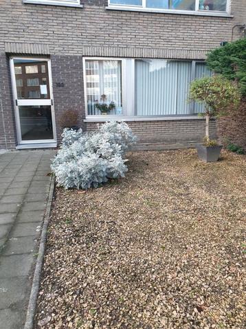 Glkvlr appt met 2 slpkmrs & zonnige tuin te Borsbeek.  beschikbaar voor biedingen