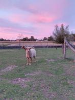 Ouessant x Ardense voskop bruin Ooi te koop, Dieren en Toebehoren, Vrouwelijk, Schaap, 0 tot 2 jaar