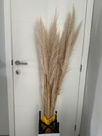 Pampas pluimen, Huis en Inrichting, Woonaccessoires | Droogbloemen, Nieuw, Ophalen