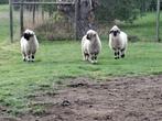 Walliser Schwarznase ooien, Dieren en Toebehoren, Vrouwelijk, Schaap, 3 tot 5 jaar