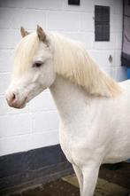 Pony te koop, Met stamboom, Ruin, Zadelmak, A pony (tot 1.17m)