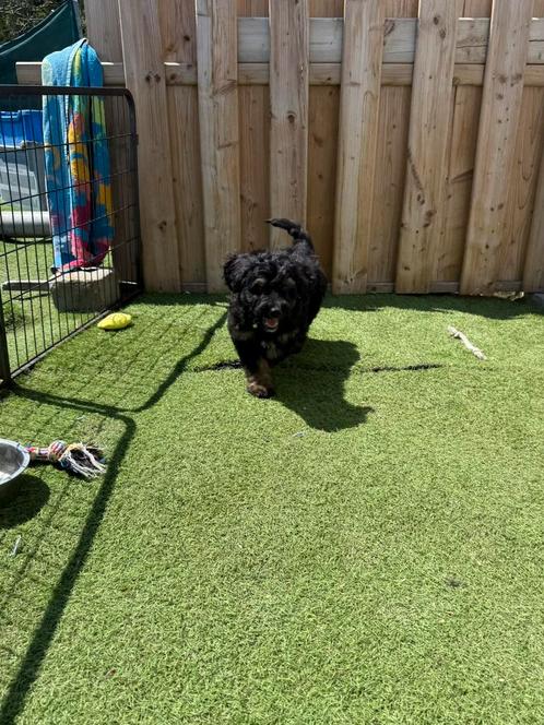 Mini Bernedoodle pups ( berner sennen x dwerpoedel), Dieren en Toebehoren, Honden | Chihuahua's en Gezelschapshonden, Meerdere dieren