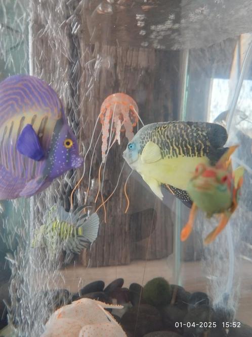 'Kinder' aquarium met silicone tropische vissen., Dieren en Toebehoren, Vissen | Aquariumvissen
