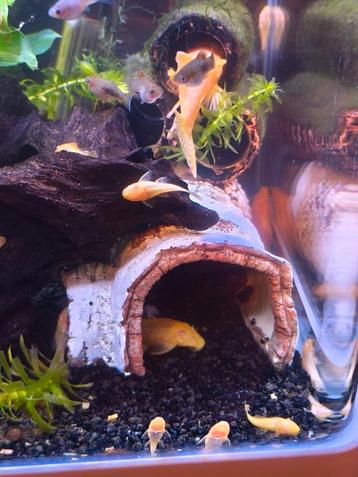 Ancistruss jongen beschikbaar voor biedingen