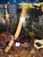 Ansistrus zwart/wildkleur 1,5cm, Dieren en Toebehoren