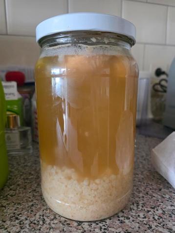 Waterkefir korrels beschikbaar voor biedingen