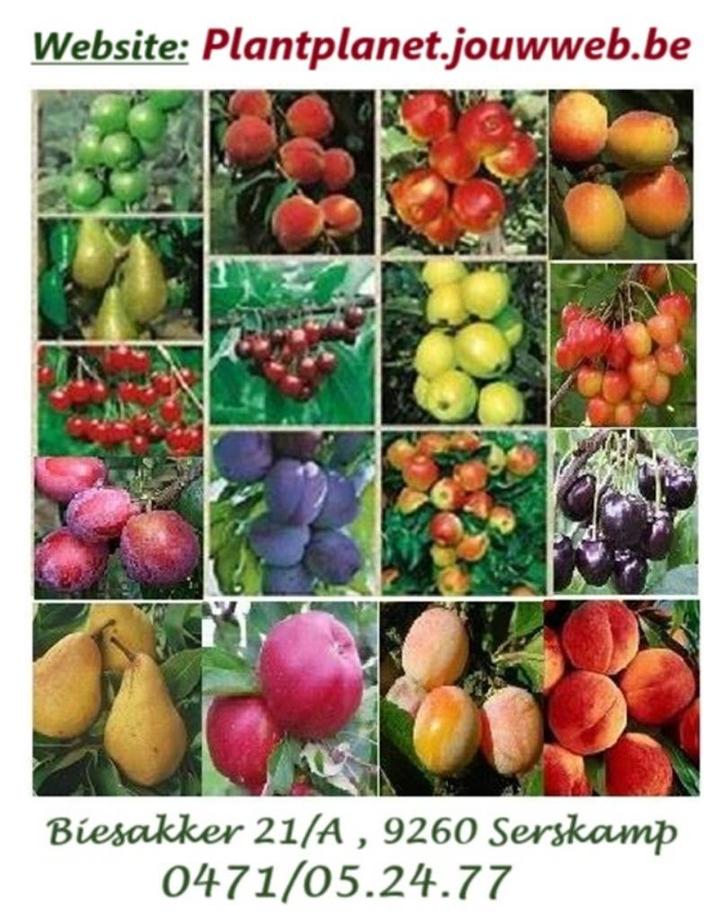 FRUITBOMEN: APPELS, PEREN, KERSEN, PRUIMEN, PERZIK, ABRIKOOS, Tuin en Terras, Planten | Fruitbomen, Appelboom, 100 tot 250 cm