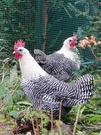 Trio zilverbrakels, Dieren en Toebehoren