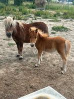 Shetlander merrie met merrieveulen, Dieren en Toebehoren, Pony's, Meerdere dieren