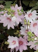 Lavatera Barnsley of struikmalva, Ophalen, Vaste plant