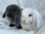 Bijzonder mooi lief handtam raszuiver Minilop koppeltje, Meerdere dieren, Klein, Hangoor, 0 tot 2 jaar