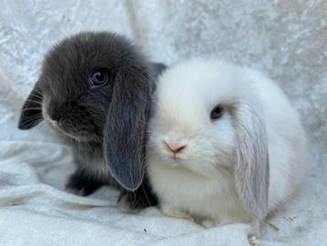 Bijzonder mooi lief handtam raszuiver Minilop koppeltje, Plusieurs animaux, Petit, Oreilles tombantes, 0 à 2 ans